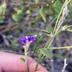 Dampiera stricta at Bungonia, NSW - 11 Apr 2022