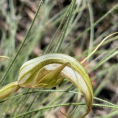 Diplodium ampliatum (Large Autumn Greenhood) at Bungonia, NSW - 11 Apr 2022 by Ned_Johnston