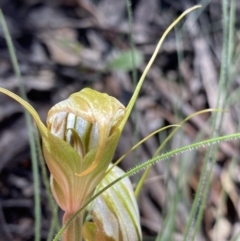 Diplodium ampliatum at Bungonia, NSW - suppressed