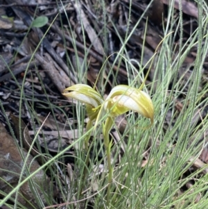 Diplodium ampliatum at Bungonia, NSW - suppressed