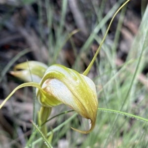 Diplodium ampliatum at Bungonia, NSW - suppressed