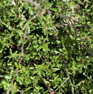 Pultenaea microphylla at Bungonia, NSW - 11 Apr 2022