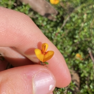 Pultenaea microphylla at Bungonia, NSW - 11 Apr 2022