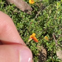 Pultenaea microphylla at Bungonia, NSW - 11 Apr 2022 11:44 AM