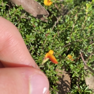 Pultenaea microphylla at Bungonia, NSW - 11 Apr 2022 11:44 AM