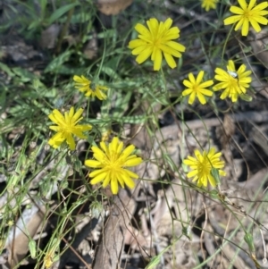 Crepis capillaris at Bungonia, NSW - 11 Apr 2022