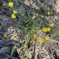 Crepis capillaris at Bungonia, NSW - 11 Apr 2022