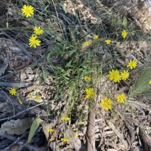 Crepis capillaris at Bungonia, NSW - 11 Apr 2022