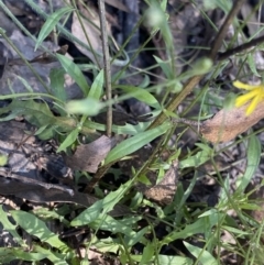 Crepis capillaris at Bungonia, NSW - 11 Apr 2022