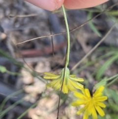 Crepis capillaris at Bungonia, NSW - 11 Apr 2022