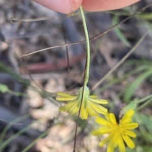 Crepis capillaris at Bungonia, NSW - 11 Apr 2022