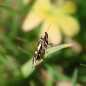 Cosmopterigidae (family) at Mongarlowe, NSW - suppressed