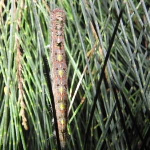 Lasiocampidae (family) immature at Kambah, ACT - 11 Apr 2022