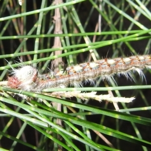 Lasiocampidae (family) immature at Kambah, ACT - 11 Apr 2022