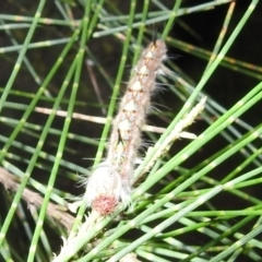 Lasiocampidae (family) immature at Kambah, ACT - 11 Apr 2022