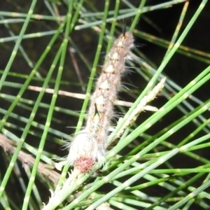 Lasiocampidae (family) immature at Kambah, ACT - 11 Apr 2022