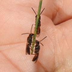 Lasioglossum (Homalictus) sp. (genus & subgenus) (Furrow Bee) at Kambah, ACT - 11 Apr 2022 by HelenCross
