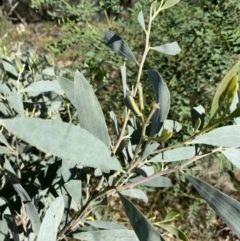 Acacia binervia at Bungonia, NSW - 11 Apr 2022 01:00 PM