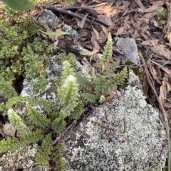 Cheilanthes distans at Bungonia, NSW - 11 Apr 2022