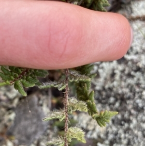 Cheilanthes distans at Bungonia, NSW - 11 Apr 2022