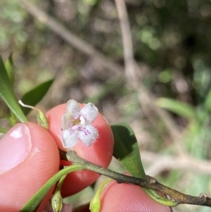 Myoporum montanum at Bungonia, NSW - 11 Apr 2022