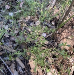 Vittadinia cuneata (Fuzzweed, New Holland Daisy) at Bungonia, NSW - 11 Apr 2022 by Ned_Johnston