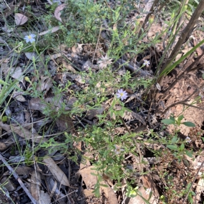 Vittadinia cuneata (Fuzzweed, New Holland Daisy) at Bungonia, NSW - 11 Apr 2022 by Ned_Johnston