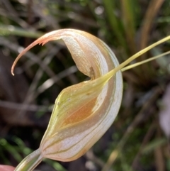 Diplodium ampliatum (Large Autumn Greenhood) at Goulburn Mulwaree Council - 11 Apr 2022 by NedJohnston