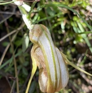 Diplodium ampliatum at Bungonia, NSW - 11 Apr 2022