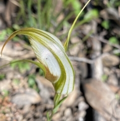 Diplodium ampliatum at Bungonia, NSW - suppressed