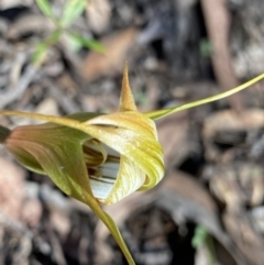 Diplodium ampliatum at Bungonia, NSW - 11 Apr 2022