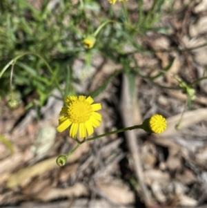 Senecio madagascariensis at Bungonia, NSW - 11 Apr 2022 12:49 PM