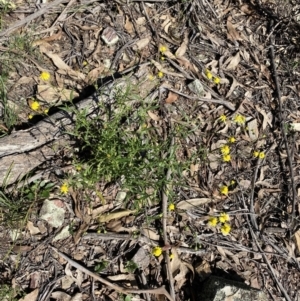 Senecio madagascariensis at Bungonia, NSW - 11 Apr 2022