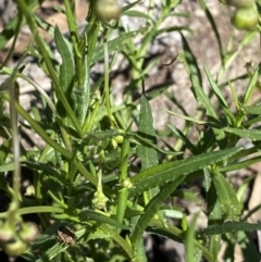 Senecio madagascariensis at Bungonia, NSW - 11 Apr 2022