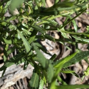 Senecio madagascariensis at Bungonia, NSW - 11 Apr 2022