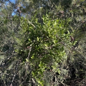 Amyema congener at Bungonia, NSW - 11 Apr 2022 12:42 PM