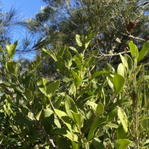 Amyema congener at Bungonia, NSW - 11 Apr 2022