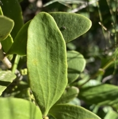 Amyema congener at Bungonia, NSW - 11 Apr 2022