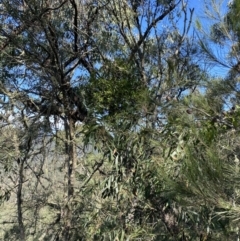 Amyema congener at Bungonia, NSW - 11 Apr 2022