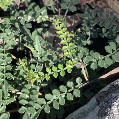 Pandorea pandorana (Wonga Wonga Vine) at Goulburn Mulwaree Council - 11 Apr 2022 by NedJohnston