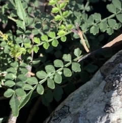 Pandorea pandorana at Bungonia, NSW - 11 Apr 2022 12:27 PM