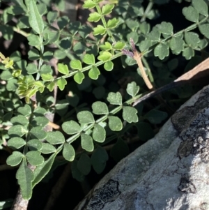 Pandorea pandorana at Bungonia, NSW - 11 Apr 2022 12:27 PM