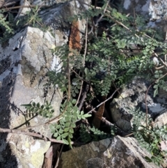 Pandorea pandorana at Bungonia, NSW - 11 Apr 2022