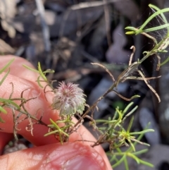 Cassinia sp. at Bungonia, NSW - 11 Apr 2022 by NedJohnston