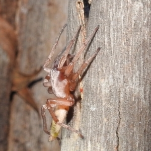 Clubiona sp. (genus) at Kambah, ACT - 11 Apr 2022