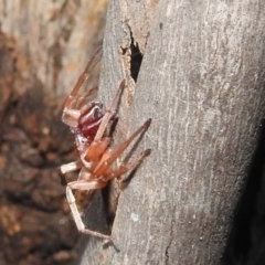 Clubiona sp. (genus) at Kambah, ACT - 11 Apr 2022