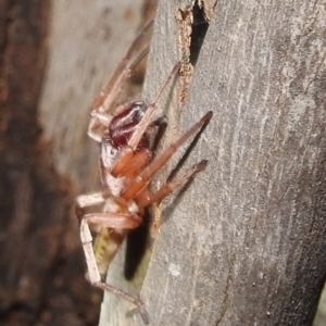 Clubiona sp. (genus) at Kambah, ACT - 11 Apr 2022