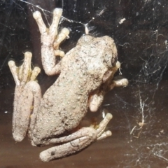 Litoria peronii (Peron's Tree Frog, Emerald Spotted Tree Frog) at Kambah, ACT - 11 Apr 2022 by HelenCross