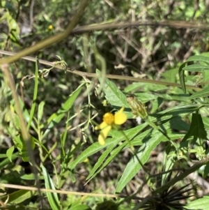 Bidens subalternans at Bungonia, NSW - 11 Apr 2022