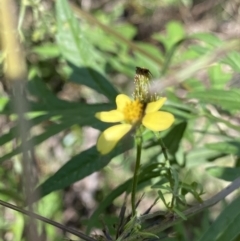 Bidens subalternans at Bungonia, NSW - 11 Apr 2022